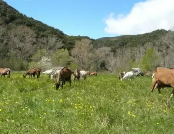 Gaec des Chevriers - Producteurs fromages de Chèvres fermiers